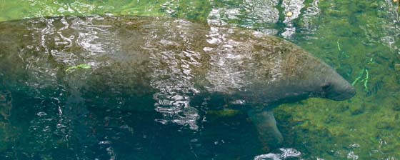Endangered West Inidian Manatee in Crystal River